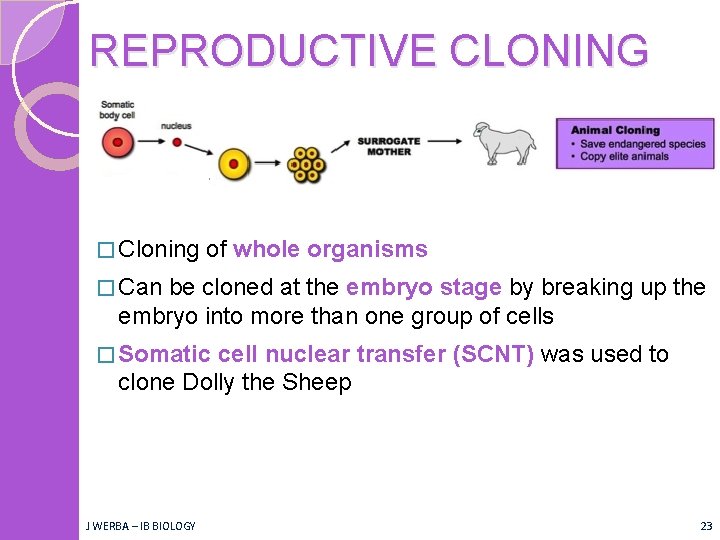 REPRODUCTIVE CLONING � Cloning of whole organisms � Can be cloned at the embryo