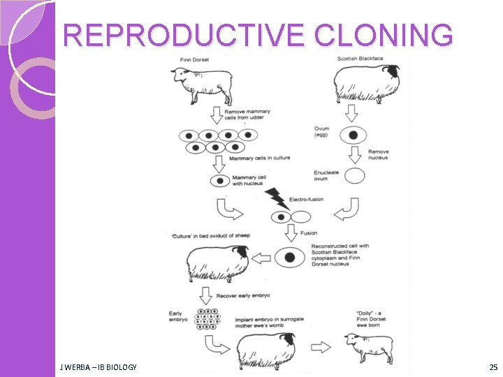 REPRODUCTIVE CLONING J WERBA – IB BIOLOGY 25 