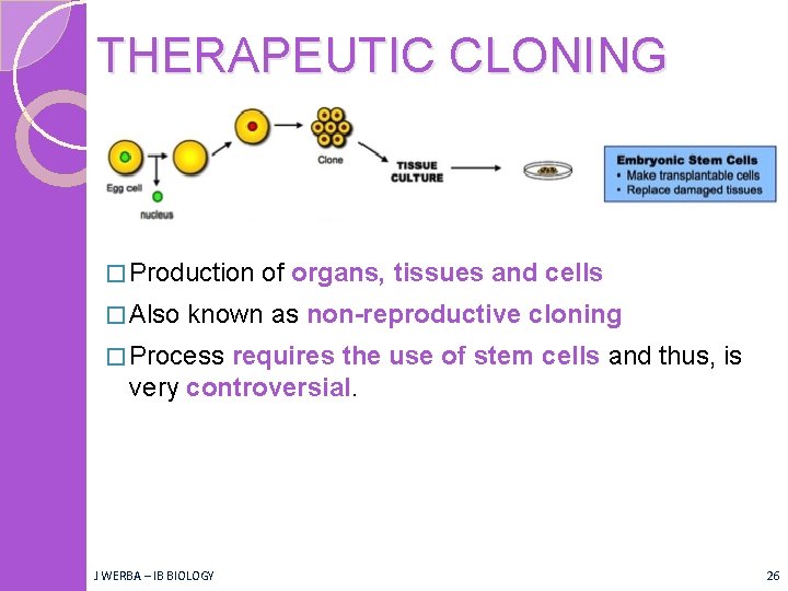 THERAPEUTIC CLONING � Production � Also of organs, tissues and cells known as non-reproductive