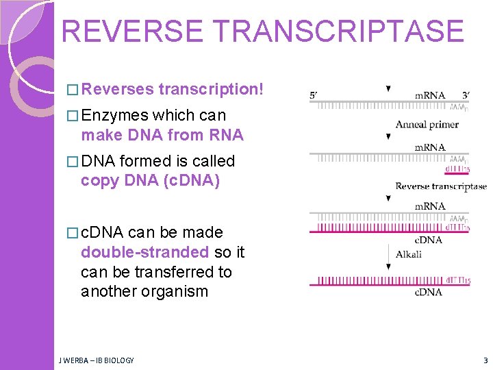 REVERSE TRANSCRIPTASE � Reverses transcription! � Enzymes which can make DNA from RNA �