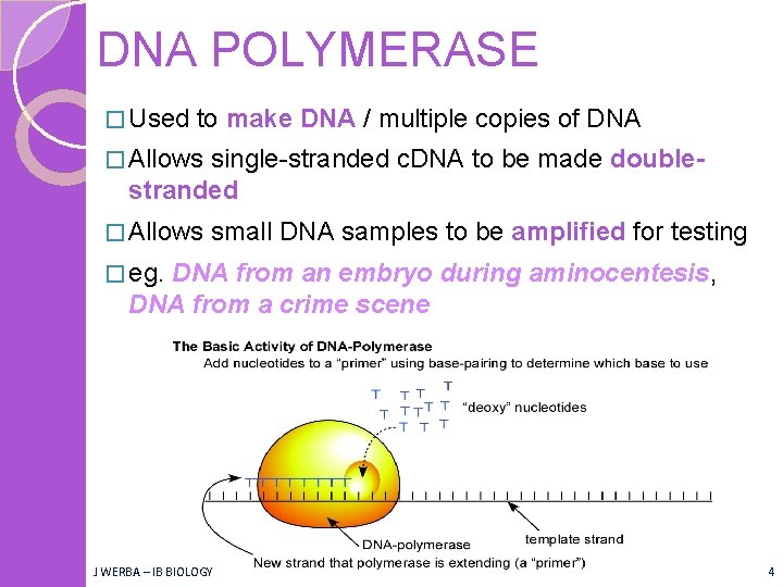 DNA POLYMERASE � Used to make DNA / multiple copies of DNA � Allows