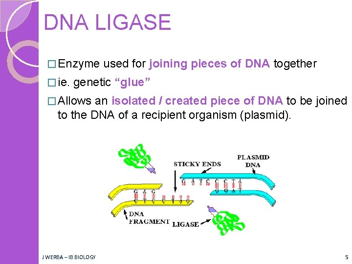 DNA LIGASE � Enzyme � ie. used for joining pieces of DNA together genetic