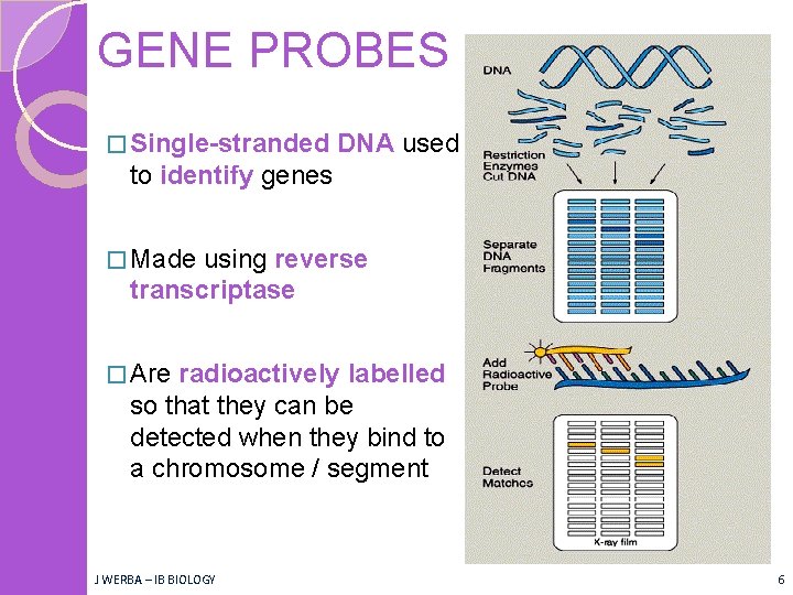 GENE PROBES � Single-stranded DNA used to identify genes � Made using reverse transcriptase