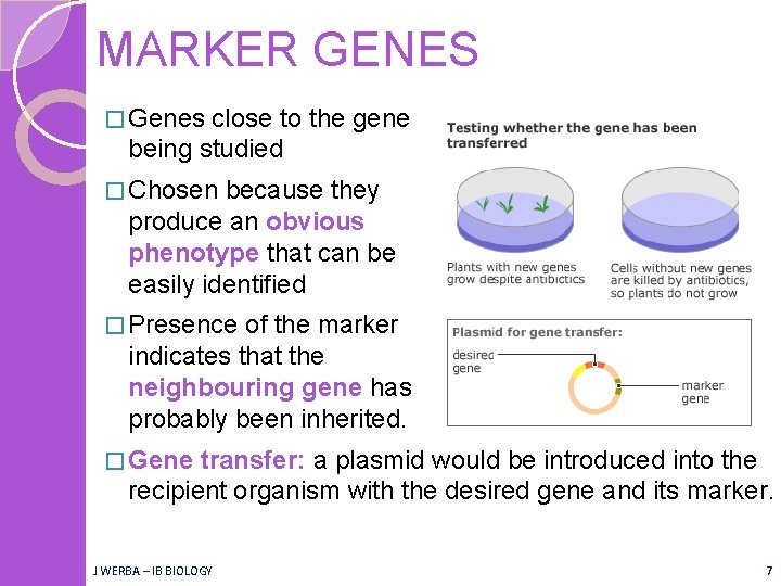MARKER GENES � Genes close to the gene being studied � Chosen because they