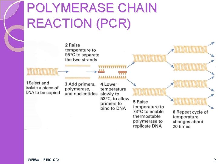 POLYMERASE CHAIN REACTION (PCR) J WERBA – IB BIOLOGY 9 