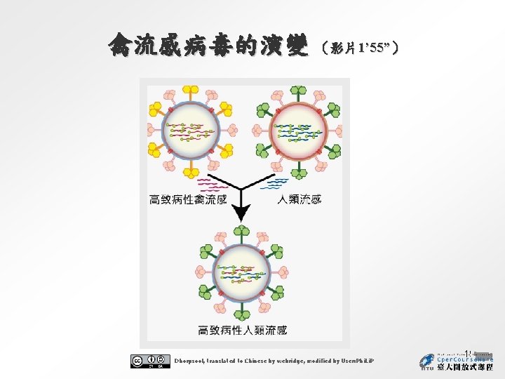 禽流感病毒的演變 （影片1’ 55”） Dhorpsool, translated to Chinese by webridge, modified by User: Phi. Li.