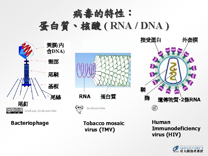 病毒的特性： 蛋白質、核酸 ( RNA / DNA ) 接受蛋白 外套膜 莢膜(內 含DNA) 頸部 尾鞘 基板