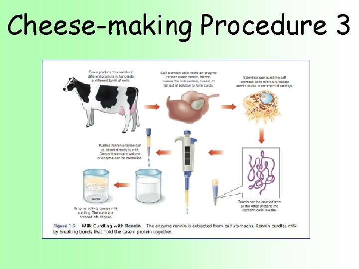 Cheese-making Procedure 3 