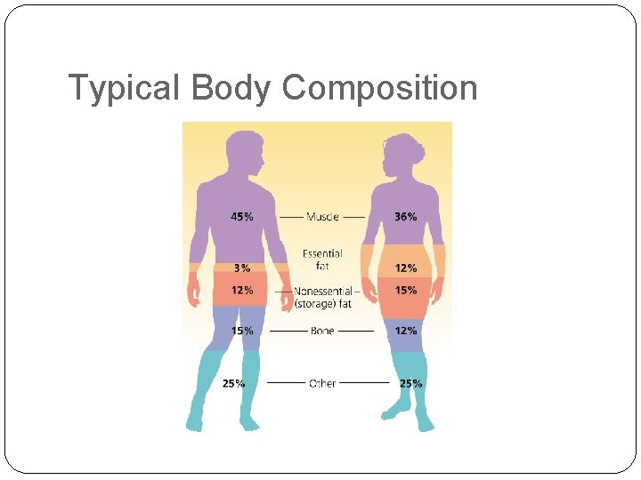 Typical Body Composition 
