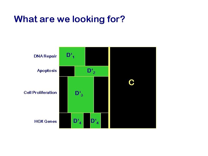 What are we looking for? DNA Repair D‘ 1 D‘ 2 Apoptosis C Cell