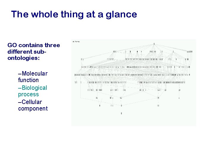 The whole thing at a glance GO contains three different subontologies: –Molecular function –Biological
