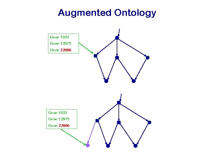Augmented Ontology Gene 1023 Gene 12975 Gene 22666 