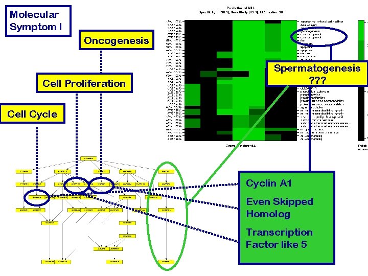 Molecular Symptom I Oncogenesis Cell Proliferation Spermatogenesis ? ? ? Cell Cycle Cyclin A