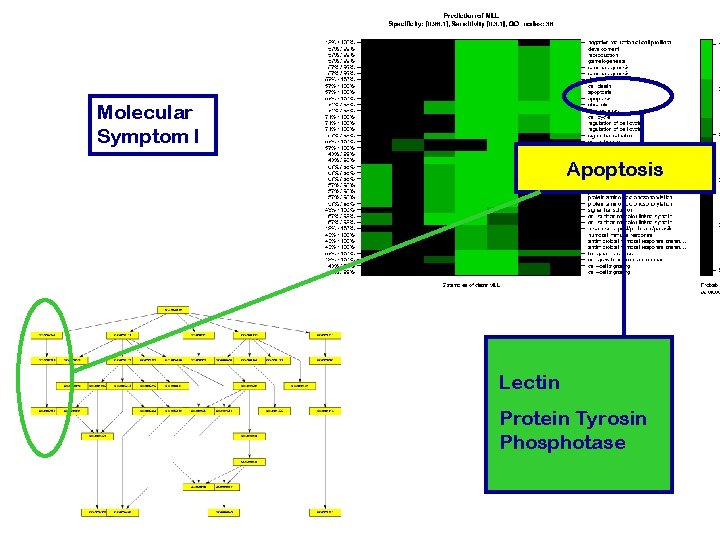 Molecular Symptom I Apoptosis Lectin Protein Tyrosin Phosphotase 