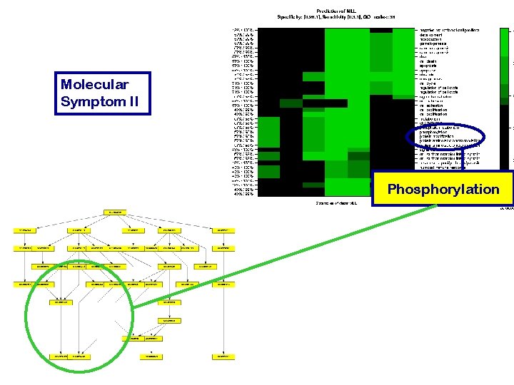 Molecular Symptom II Phosphorylation 