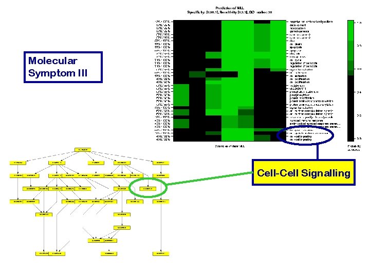 Molecular Symptom III Cell-Cell Signalling 