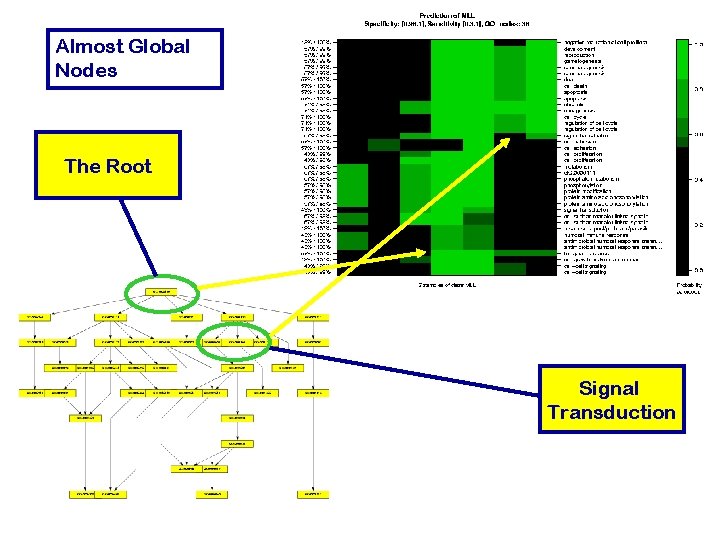 Almost Global Nodes The Root Signal Transduction 