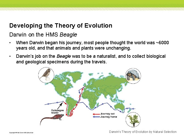 Developing the Theory of Evolution Darwin on the HMS Beagle • When Darwin began