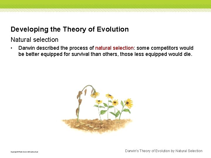 Developing the Theory of Evolution Natural selection • Darwin described the process of natural