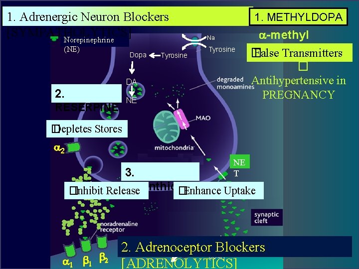 1. Adrenergic Neuron Blockers [SYMPATHOLYTICS] Norepinephrine (NE) Dopa Tyrosine 1. METHYLDOPA Na Tyrosine DA