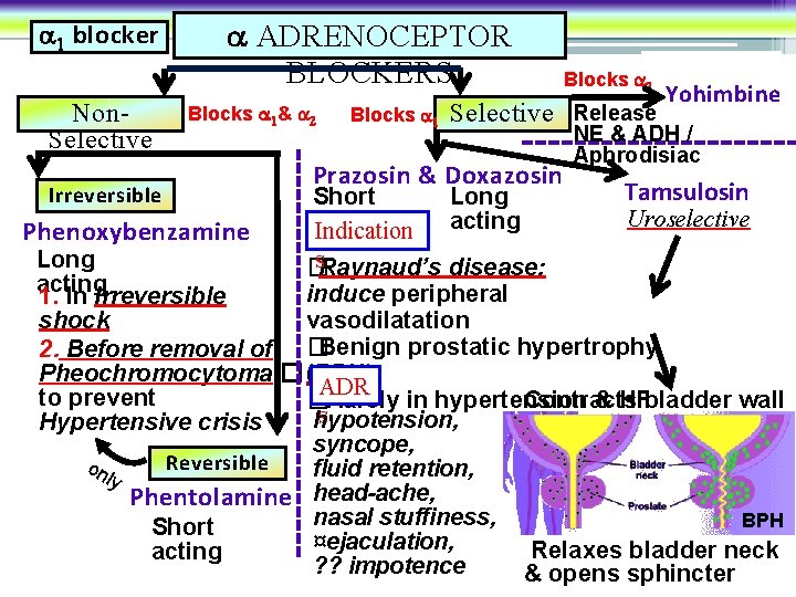  1 blocker Non. Selective ADRENOCEPTOR BLOCKERS Blocks 1& 2 Blocks 1 Blocks 2