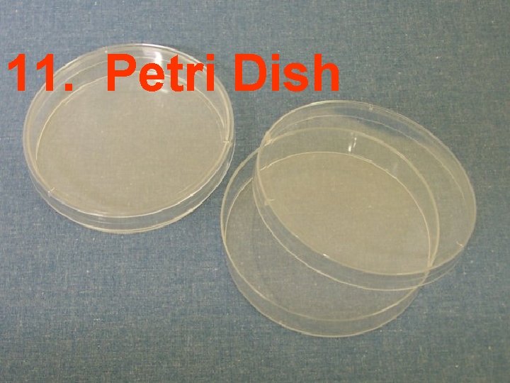 11. Petri Dish 