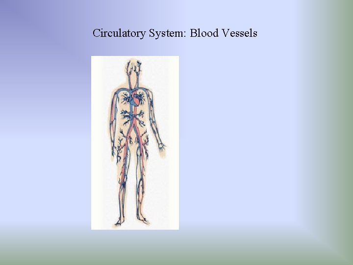 Circulatory System: Blood Vessels 