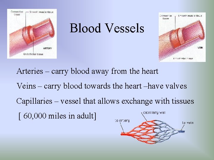 Blood Vessels Arteries – carry blood away from the heart Veins – carry blood