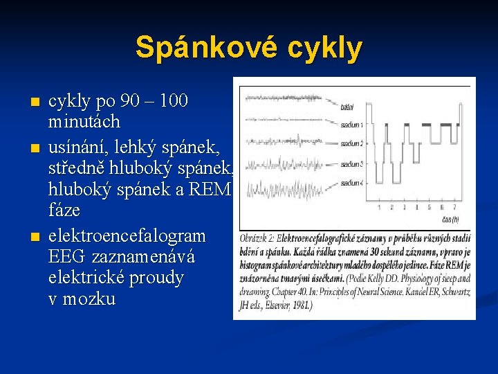 Spánkové cykly n n n cykly po 90 – 100 minutách usínání, lehký spánek,