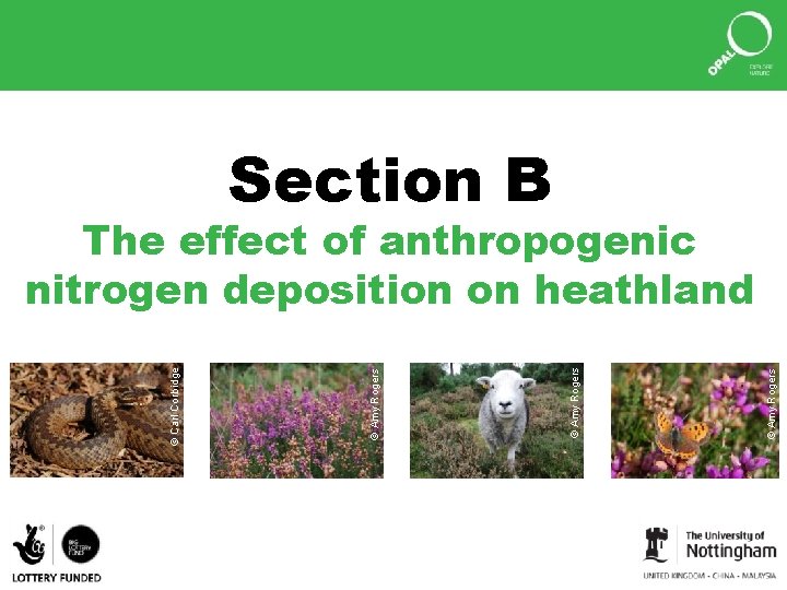 Section B © Amy Rogers © Carl Corbidge The effect of anthropogenic nitrogen deposition