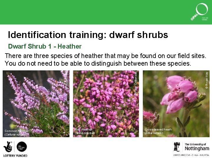 Identification training: dwarf shrubs Common heather (Calluna vulgaris) Bell Heather (Erica cinerea) © Roger