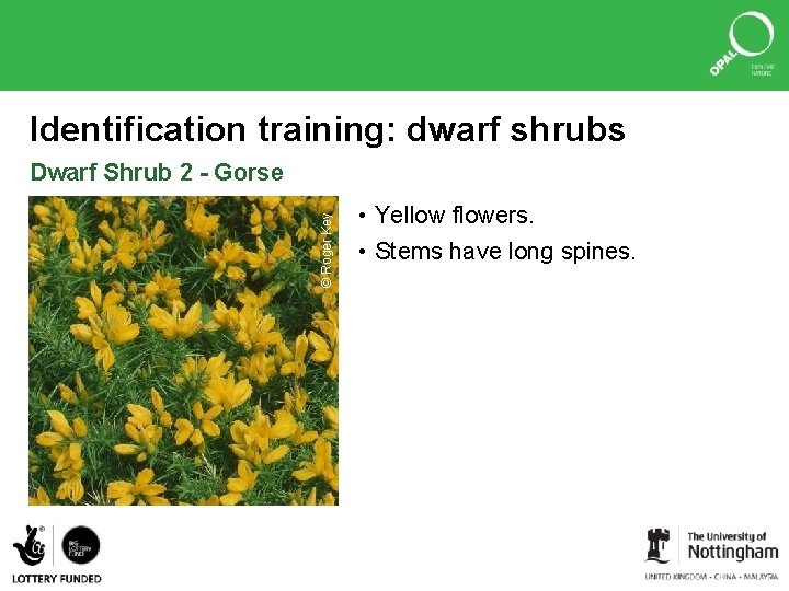 Identification training: dwarf shrubs © Roger Key Dwarf Shrub 2 - Gorse • Yellow