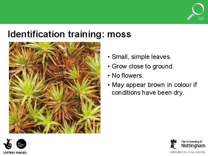 © Roger Key Identification training: moss • Small, simple leaves. • Grow close to