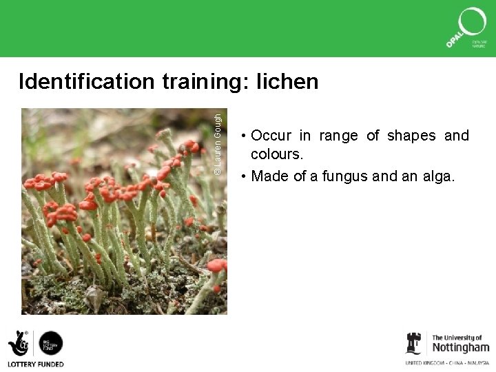 © Lauren Gough Identification training: lichen • Occur in range of shapes and colours.