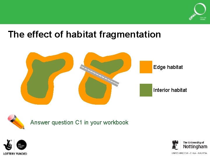 The effect of habitat fragmentation Edge habitat Interior habitat Answer question C 1 in