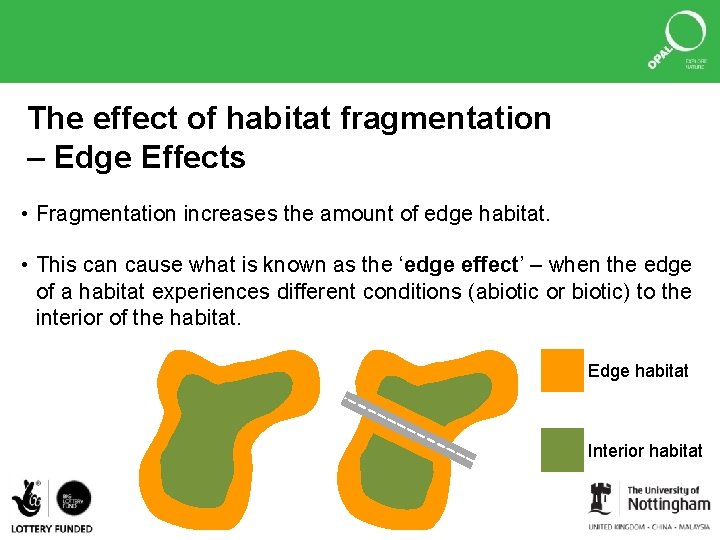 The effect of habitat fragmentation – Edge Effects • Fragmentation increases the amount of