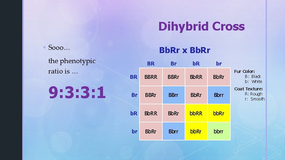 Dihybrid Cross § Sooo… the phenotypic ratio is … 9: 3: 3: 1 Bb.