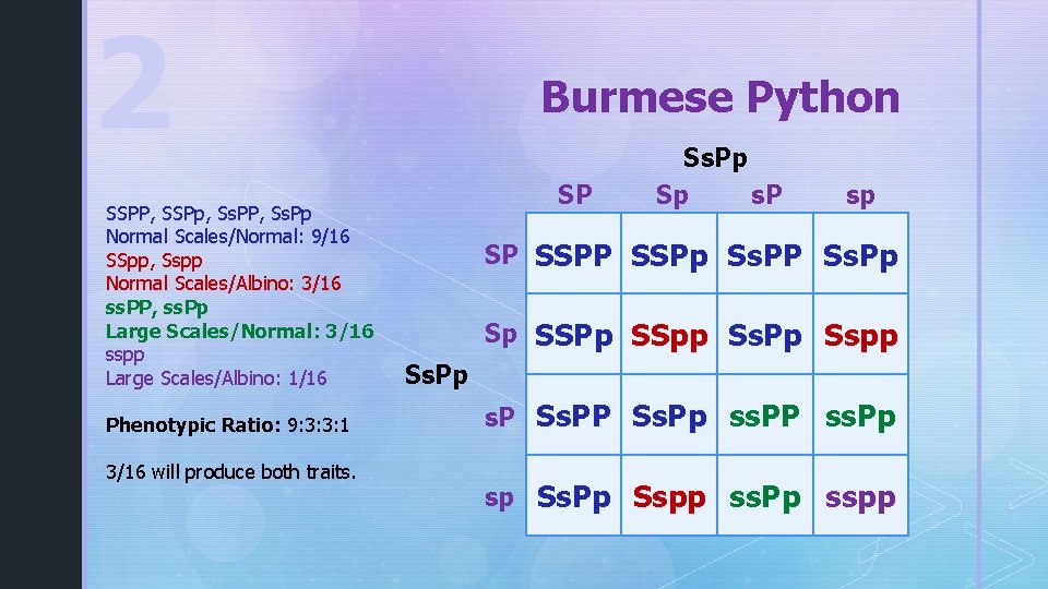 2 SSPP, SSPp, Ss. PP, Ss. Pp Normal Scales/Normal: 9/16 SSpp, Sspp Normal Scales/Albino:
