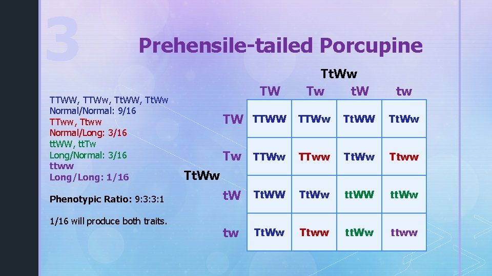 3 Prehensile-tailed Porcupine TTWW, TTWw, Tt. WW, Tt. Ww Normal/Normal: 9/16 TTww, Ttww Normal/Long: