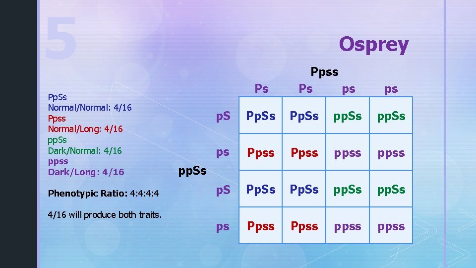 5 Pp. Ss Normal/Normal: 4/16 Ppss Normal/Long: 4/16 pp. Ss Dark/Normal: 4/16 ppss Dark/Long: