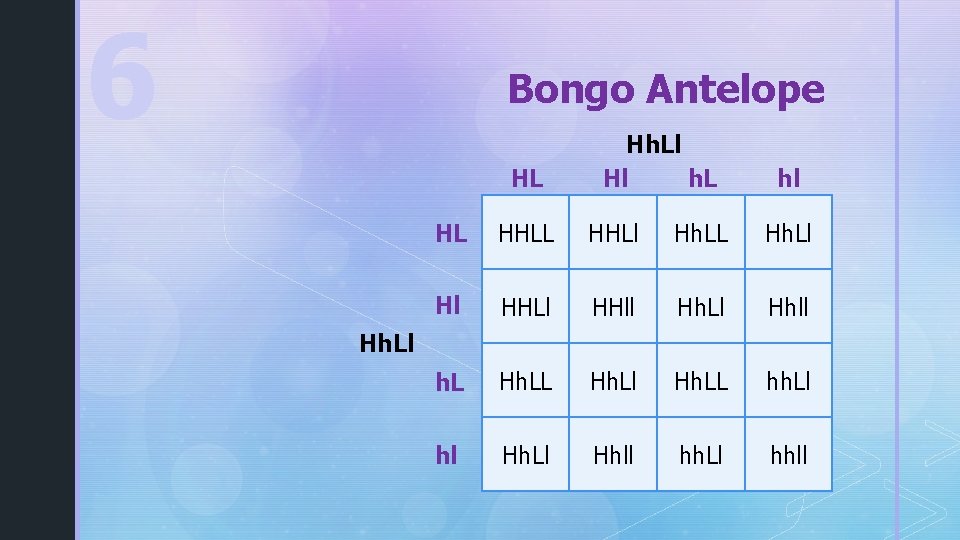 6 Bongo Antelope HL Hh. Ll Hl h. L hl HL HHLl Hh. LL