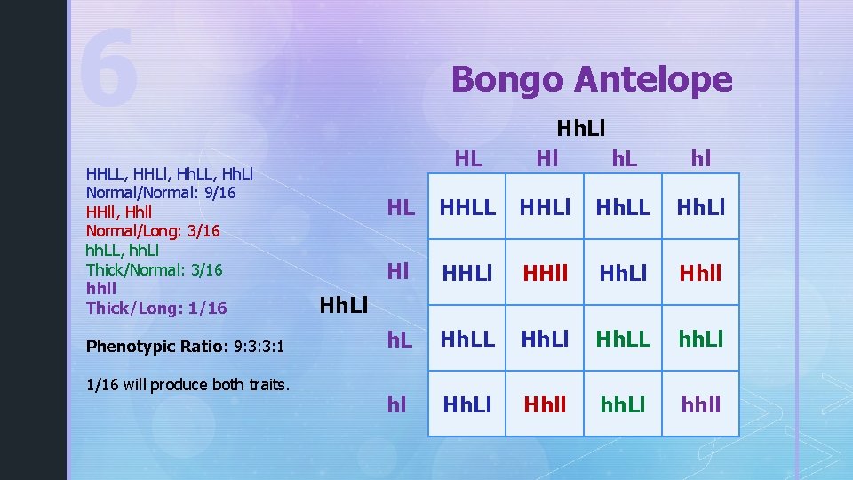 6 HHLL, HHLl, Hh. LL, Hh. Ll Normal/Normal: 9/16 HHll, Hhll Normal/Long: 3/16 hh.