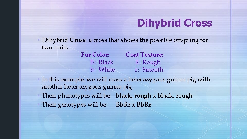 Dihybrid Cross § Dihybrid Cross: a cross that shows the possible offspring for two