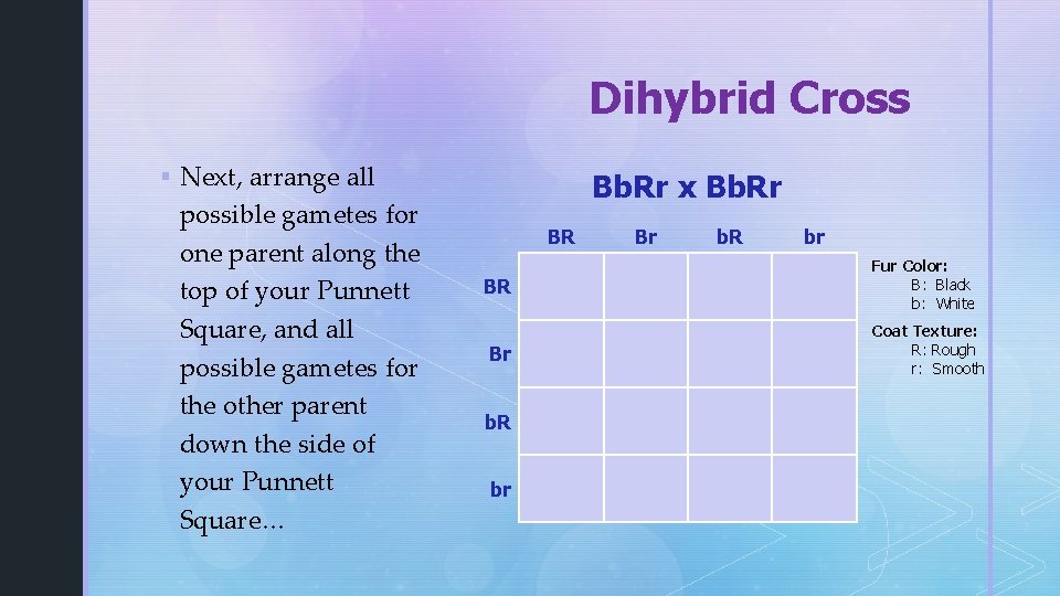 Dihybrid Cross § Next, arrange all possible gametes for one parent along the top