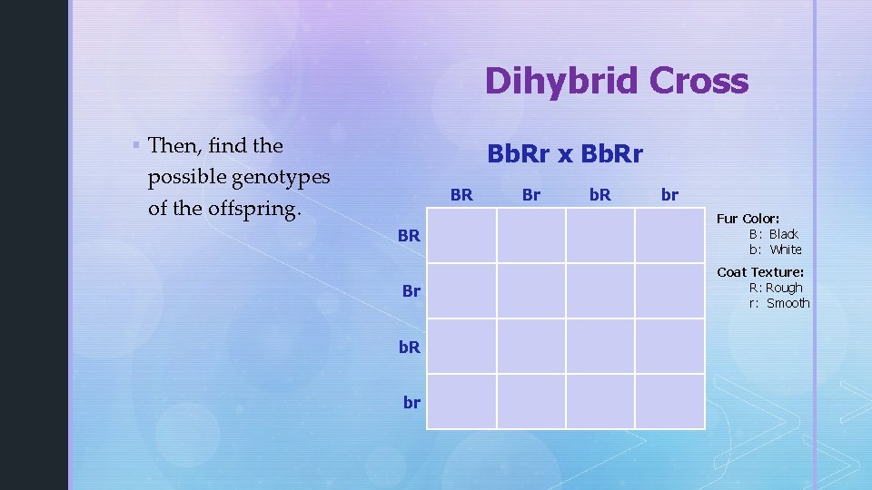 Dihybrid Cross § Then, find the Bb. Rr x Bb. Rr possible genotypes of