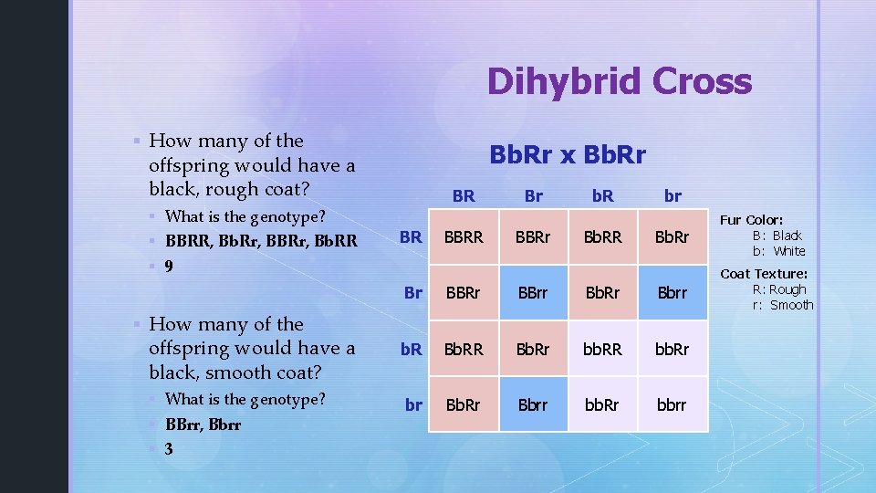 Dihybrid Cross § How many of the Bb. Rr x Bb. Rr offspring would