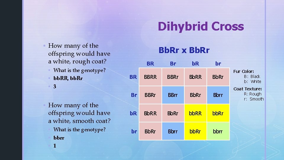 Dihybrid Cross § How many of the Bb. Rr x Bb. Rr offspring would