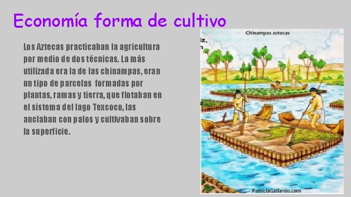 Economía forma de cultivo Los Aztecas practicaban la agricultura por medio de dos técnicas.