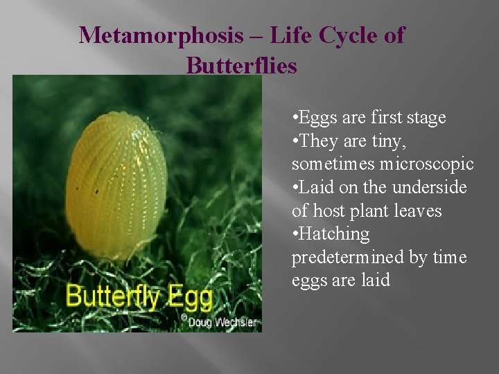 Metamorphosis – Life Cycle of Butterflies • Eggs are first stage • They are