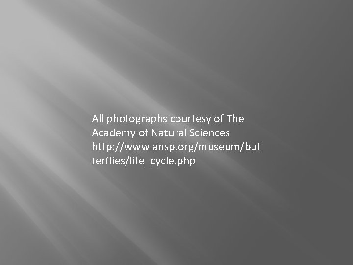 All photographs courtesy of The Academy of Natural Sciences http: //www. ansp. org/museum/but terflies/life_cycle.